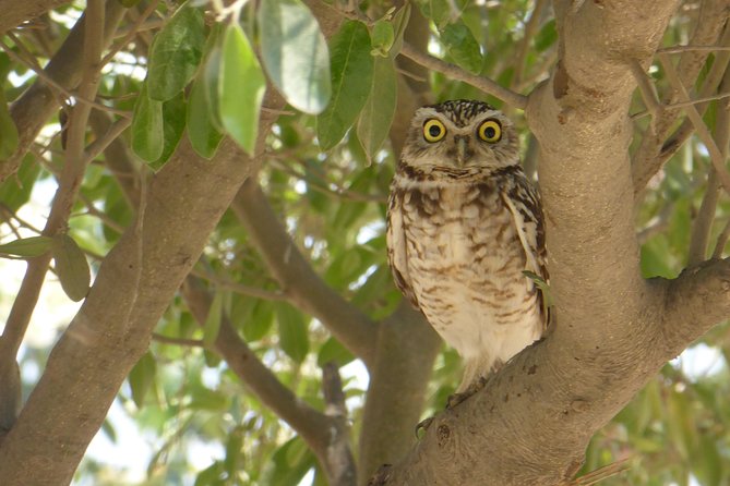 Nature tour, Pómac Forest with picnic breakfast included. - Wildlife and Birdwatching Highlights