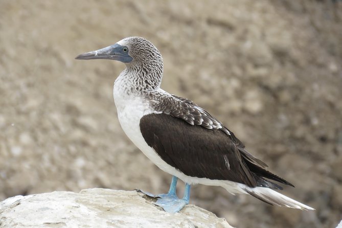 Nature tour, Pómac Forest with picnic breakfast included. - FAQ