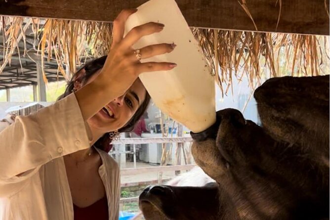 Laos Buffalo Dairy Tours Interact, Learn and Taste Fresh Flavors - Key Points