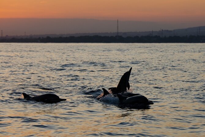 Lovina Watching Swimming with Dolphins and Snorkeling - A Deep Dive into the Lovina Dolphin and Snorkeling Tour