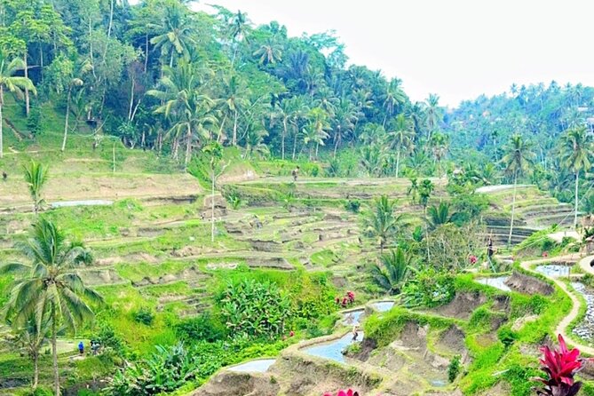 Ubud Tour Monkey Forest, Rice Terrace, Swing, Temple, Waterfall - The Itinerary Breakdown
