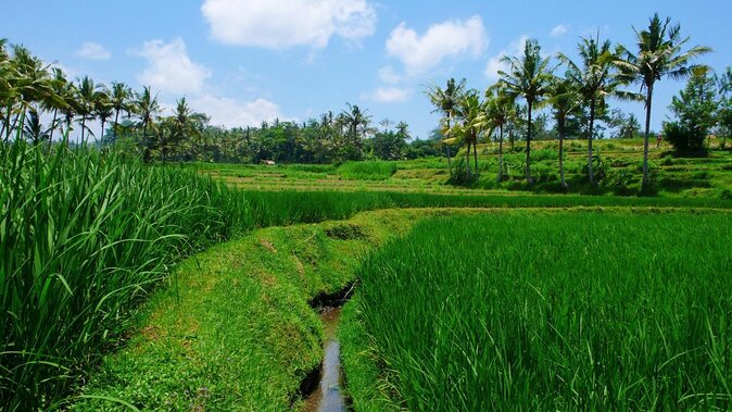 Swim & Swing at Dtukad River Club (with transfers) - Key Points