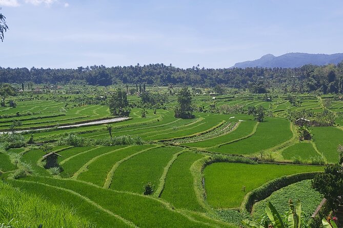 North Bali Private Tour - All Inclusive - Transportation and Overall Experience