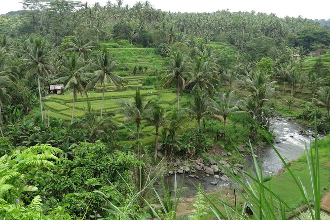 Ubud Rice Terraces eBike Private Tour - Exploring the Itinerary in Detail