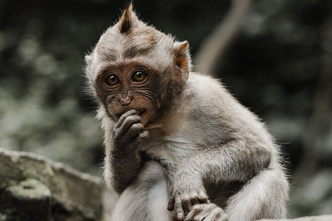 Bali Swing, Monkey Forest and Waterfall - Private Tour - FAQ