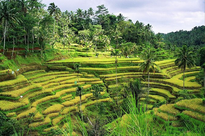Beauty Of West Bali Tour (Private and All Inclusive) - FAQ