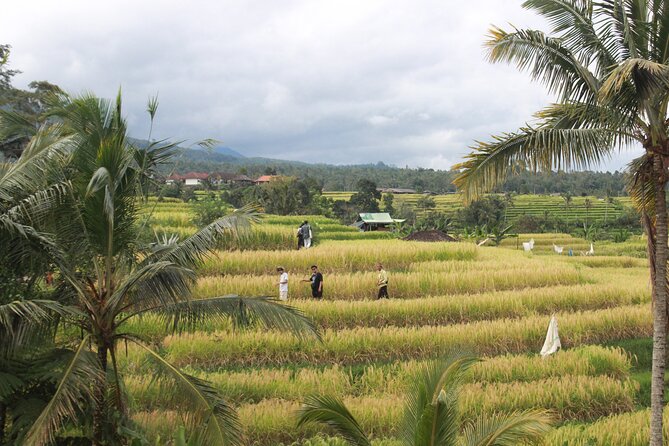 Munduk Private Customized Highlights Tour - In-Depth Look at the Itinerary