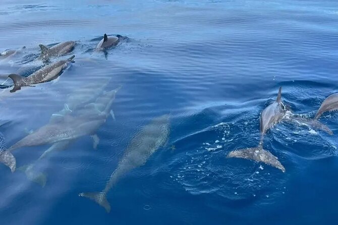 North Bali Highlight Tour From Celukan Bawang Cruise Port - FAQ