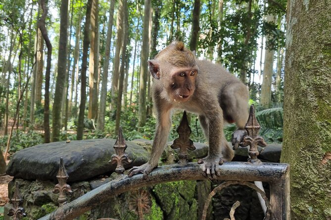 Bali Palm Reading with Jatiluwih Rice Terrace Walking Tour - Frequently Asked Questions
