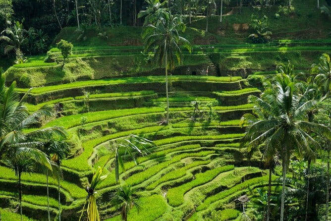 All Inclusive of Ubud Top Attraction - Practical Details and What It Means for You