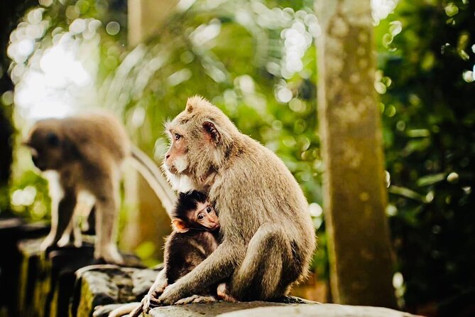 Bali Top Attractions Tour  All-Inclusive Private Experience - FAQs