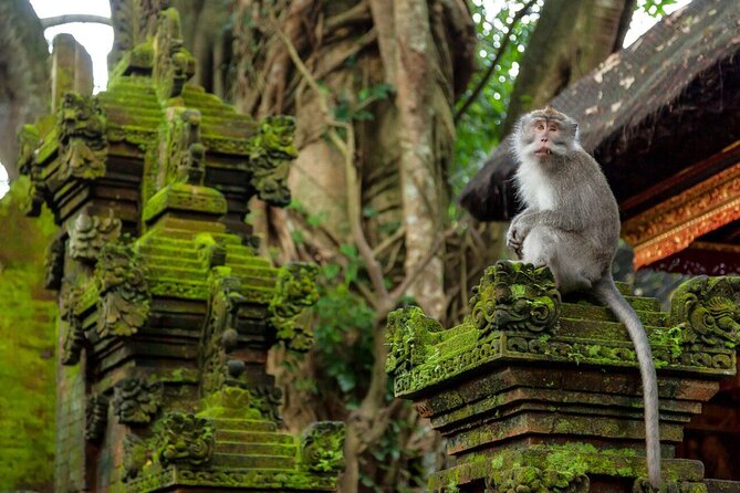 Ubud Highlights Rice Terraces, Temple, Waterfall & Monkeys forest - Practical Considerations