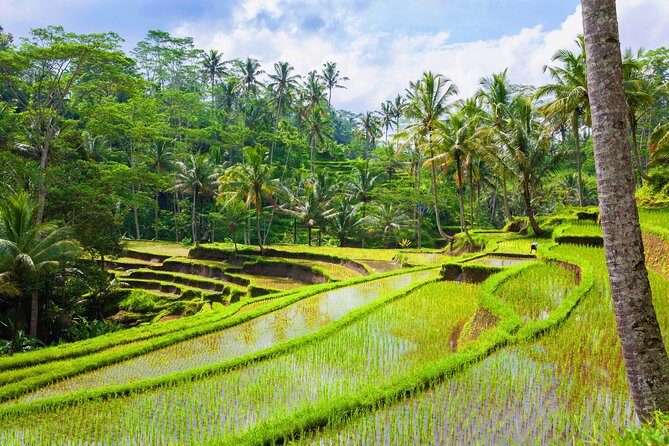 Ubud Adventure: Forest, Swing and Holy Spring - Exploring Ubud in Depth: What You Can Expect