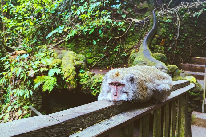 Ubud Adventure: Forest, Swing and Holy Spring - Who Should Consider This Tour?