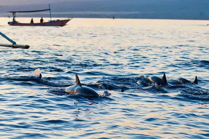 Bali Dolphin Lovina Watching, Swimming and Snorkeling Tour - An Honest Look at the Bali Dolphin Lovina Tour