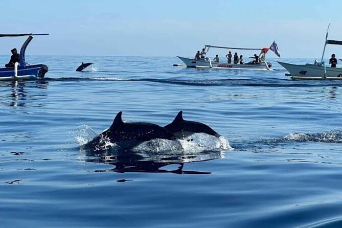 Bali Dolphin Lovina Watching, Swimming and Snorkeling Tour - FAQ