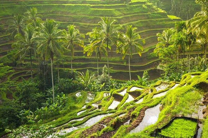 Bali: Ubud Rice terrace, water temple, and waterfall Tour - Key Points
