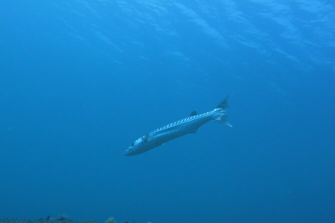 Discover Scuba Diving Day Trip in Amed and Tulamben - Detailed Itinerary Breakdown