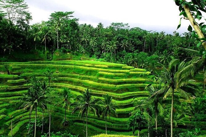 Rice Terrace, Temple, Ulu Petanu Waterfall with Pro Photographer - FAQ