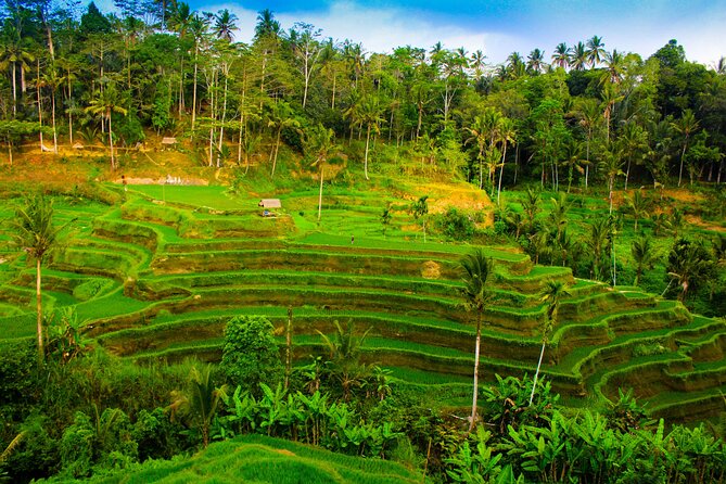 All Inclusive Bali ATV with Rice Terraces, Swing and Waterfall - Who Will Love This Tour?