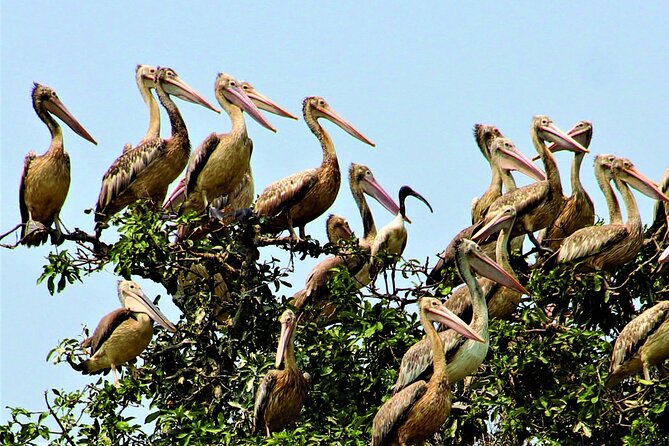 Prek Toal Birds Sanctuary and floating Village Private Day Tour - What Makes This Tour Stand Out?