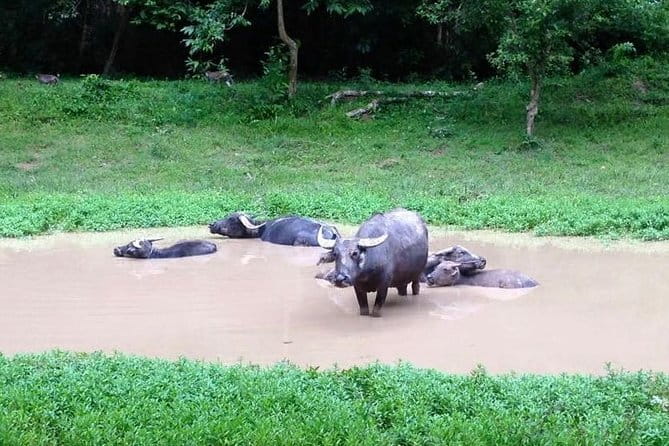 Private Tour Prek Toal Bird Sanctuary Off Beaten Track - An In-Depth Look at the Tour Itinerary