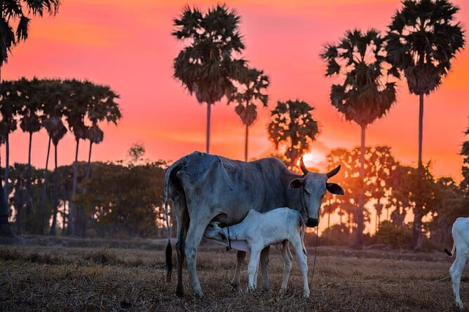 Authentic Siem Reap: Tuk Tuk Countryside and Sunset Tour - Key Points