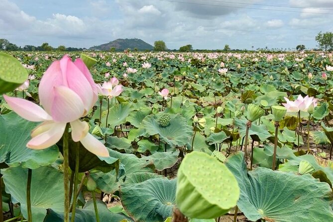 Rural Countryside Experience Tour in Siem Reap - A Deep Dive Into the Experience