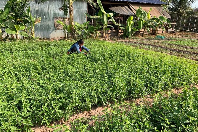 Rural Countryside Experience Tour in Siem Reap - Who Is This Tour Best For?