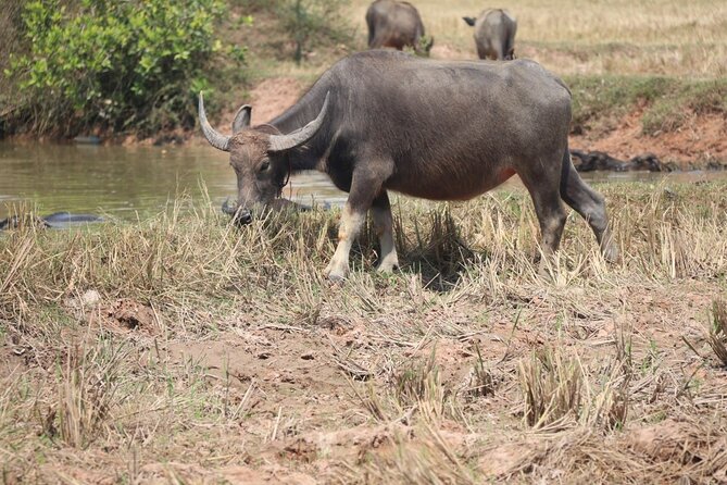Full day Cambodia Buggy Adventure Tour - Good To Know