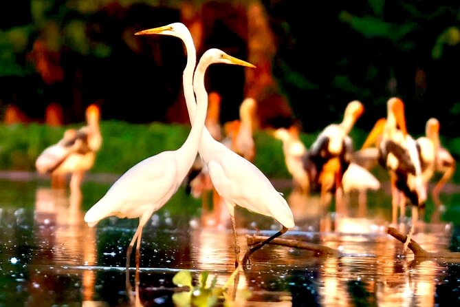 Chong Kneas Floating Village Rowing Boat Tour on Tonlé Sap Lake - Summary of Pros and Cons