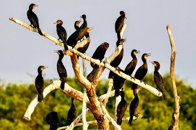 Chong Kneas Floating Village Rowing Boat Tour on Tonlé Sap Lake - Who Will Love This Tour?