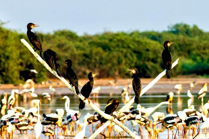 Chong Kneas Floating Village Rowing Boat Tour on Tonlé Sap Lake - Final Thoughts