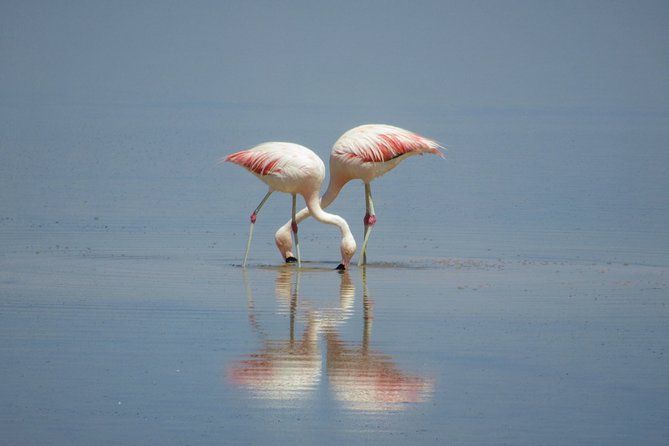 Piedras Rojas - Altiplanicas - Chaxa - Key Points