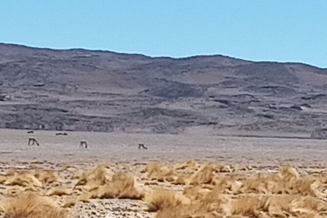 Half Day Tour to San Pedro de Atacama by Ruta de los Salares - FAQ