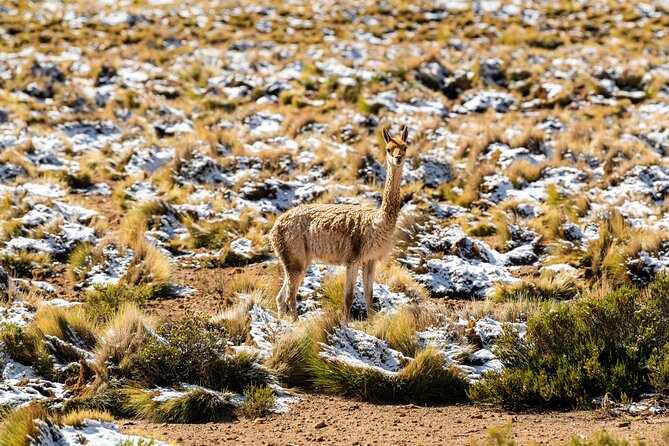 Guided tour to the Tatio Geyser breakfast at Geyser Blanco - Key Points