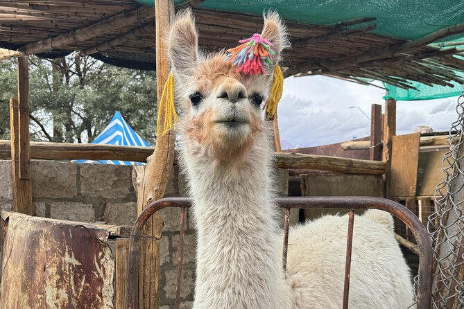 Red Stones, Altiplanic Lagoons and the Atacama Salt Flat - Who Should Book This Tour?