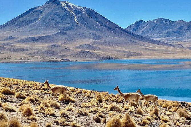Private Tour: Piedras Rojas, in San Pedro de Atacama - Key Points