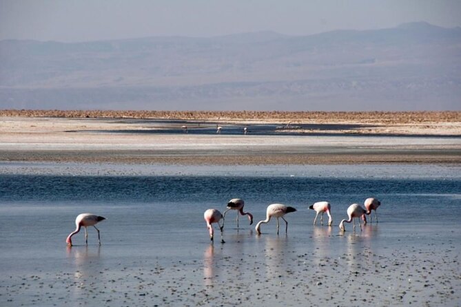 Toconao and Salt Flats in Atacama - Considerations for Travelers