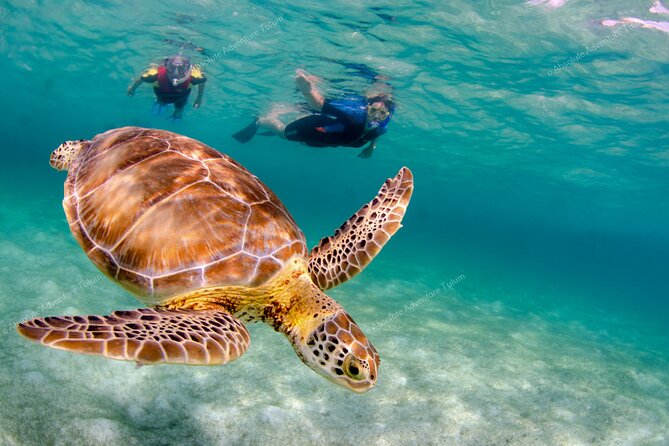 Bestseller! Tulum Private Tour with Turtles and Cenote Snorkeling - 7 Common Questions About the Tour