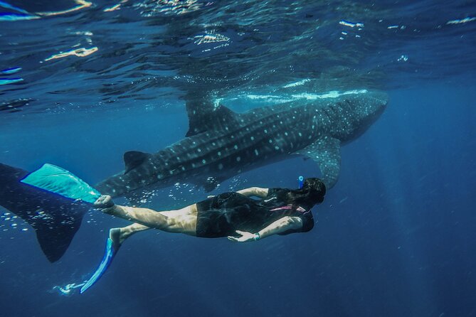 Whale Shark Encounter Full-Day all inclusive Tour from Riviera Maya - Who This Tour Is Best For