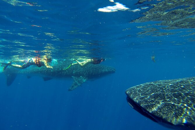 Whale Shark Encounter Full-Day all inclusive Tour from Riviera Maya - Pricing and Value Analysis