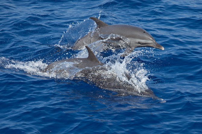 Whale Shark Encounter Full-Day all inclusive Tour from Riviera Maya - The Sum Up