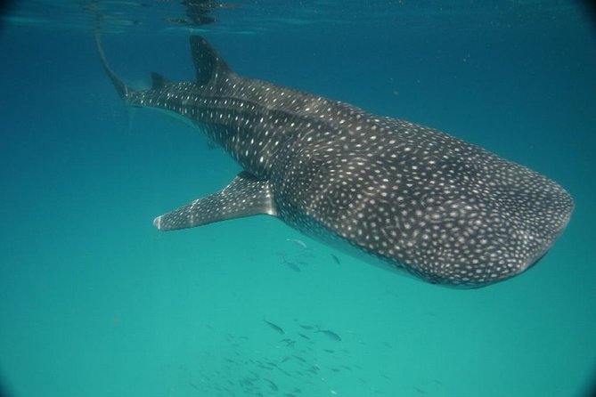 Whale Shark Encounter Full-Day all inclusive Tour from Riviera Maya - FAQs