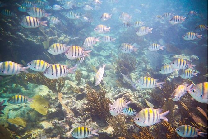 4H 42' Azimut Yacht All-Inclusive from Tulum & Playa del Carmen. - Considering the Cost and Value