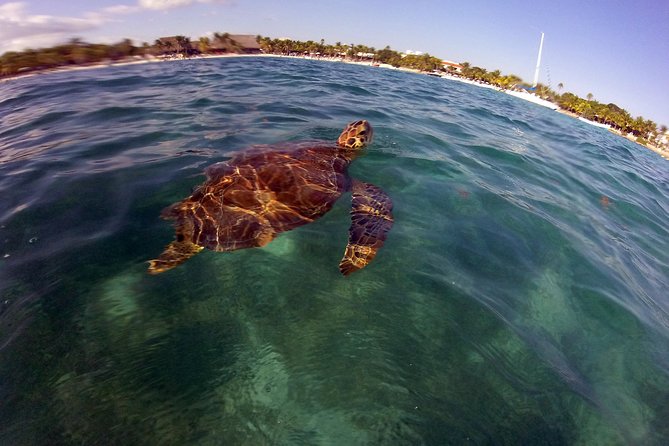 Private Experience: Akumal sea turtles encounter and Yal-kú lagoon colorfull fish snorkel. - FAQ