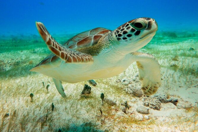 Turtle Swim & Tulum Ruins! Round Transportation from Playa del Carmen - Who Should Consider This Tour?