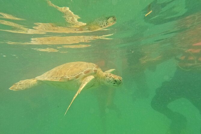 Snorkel Around Turtles in Akumal and Underground Cenote - Final Advice