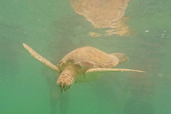 Snorkel Around Turtles in Akumal and Underground Cenote - Frequently Asked Questions