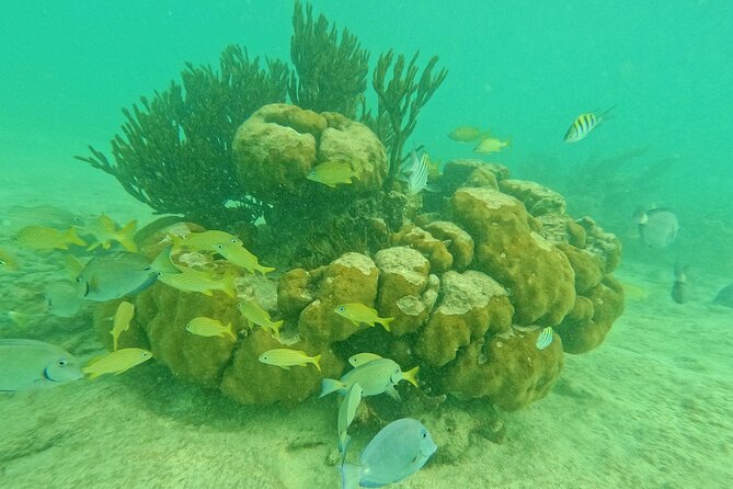 Snorkel Around Turtles in Akumal and Underground Cenote - Exploring the Snorkel Around Turtles in Akumal and Underground Cenote Tour